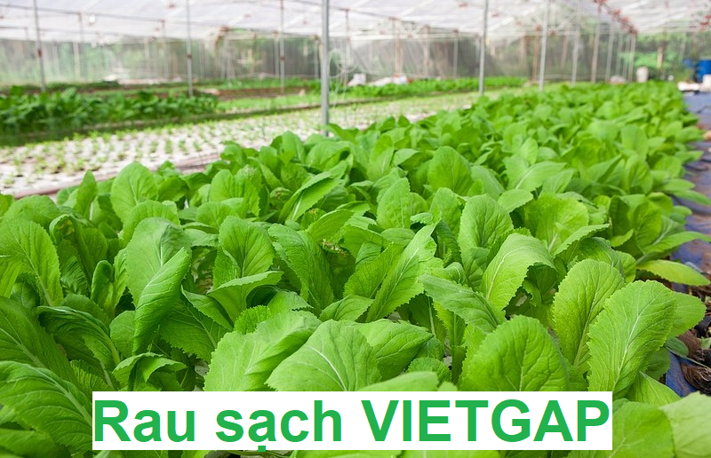 Rau Sạch VIETGAP Là Gì? Các Tiêu Chí Trong Trồng Rau Sạch VIETGAP?