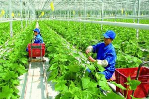 Việt Nam ưu tiên nông nghiệp xanh