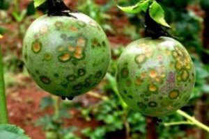 Biện pháp quản lý tổng hợp sâu bệnh gây hại chính trên cây chanh leo